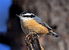 red_breasted_nuthatch_glamour1